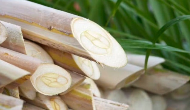 Palmito pupunha produzido no Vale do Ribeira ganha selo de IG, e o reconhecimento do Inpi valoriza a produção regional e pode abrir novas oportunidades de mercado para mais de 1,8 mil produtores.