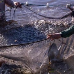 A Secretaria de Estado de Desenvolvimento Econômico (Sedec) de Mato Grosso e a Prefeitura de Paranaíta (MT) firmaram um convênio para implantar a primeira fábrica de ração para peixes do município, com o objetivo reduzir a dependência dos piscicultura mato grossense de insumos industriais.
