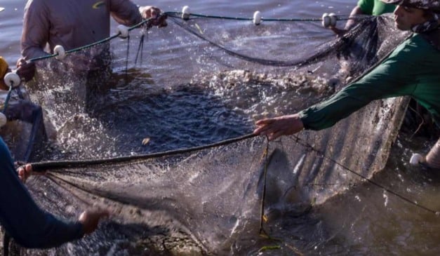 A Secretaria de Estado de Desenvolvimento Econômico (Sedec) de Mato Grosso e a Prefeitura de Paranaíta (MT) firmaram um convênio para implantar a primeira fábrica de ração para peixes do município, com o objetivo reduzir a dependência dos piscicultura mato grossense de insumos industriais.