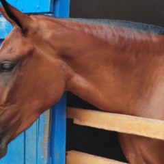 A documentação permite o transporte de equinos, asininos e muares (cavalos, jumentos, mulas e jegues). O passaporte substitui o Guia de Trânsito Animal (GTA), documento oficial obrigatório no Brasil, e passa a ser administrado pelo Instituto Mineiro de Agropecuária (IMA), autarquia vinculada à Secretaria de Agricultura, Pecuária e Abastecimento (Seapa), em um sistema eletrônico próprio.