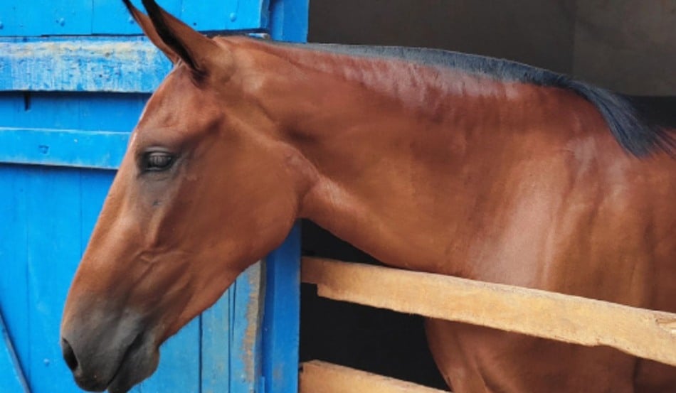 A documentação permite o transporte de equinos, asininos e muares (cavalos, jumentos, mulas e jegues). O passaporte substitui o Guia de Trânsito Animal (GTA), documento oficial obrigatório no Brasil, e passa a ser administrado pelo Instituto Mineiro de Agropecuária (IMA), autarquia vinculada à Secretaria de Agricultura, Pecuária e Abastecimento (Seapa), em um sistema eletrônico próprio.