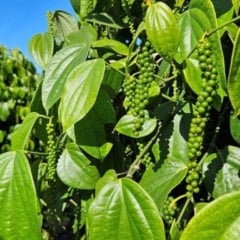 O agronegócio do Espírito Santo registrou um recorde de exportações de pimenta-do-reino, que se consolidou como o terceiro produto capixaba de maior geração de divisas, segundo dados da Secretaria de Estado de Agricultura, Abastecimento, Aquicultura e Pesca (Seag) estadual.