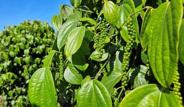 O agronegócio do Espírito Santo registrou um recorde de exportações de pimenta-do-reino, que se consolidou como o terceiro produto capixaba de maior geração de divisas, segundo dados da Secretaria de Estado de Agricultura, Abastecimento, Aquicultura e Pesca (Seag) estadual.