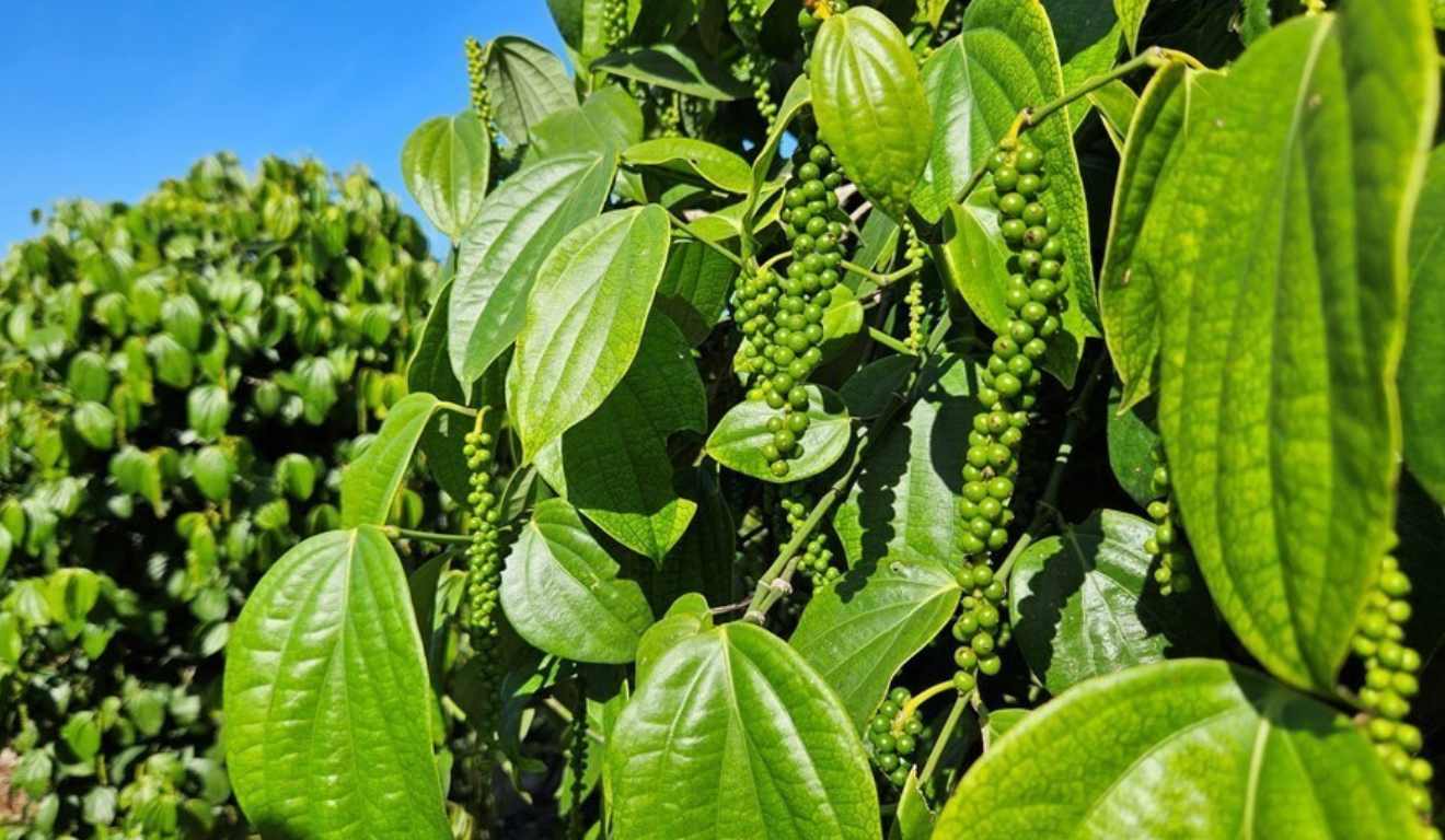 O agronegócio do Espírito Santo registrou um recorde de exportações de pimenta-do-reino, que se consolidou como o terceiro produto capixaba de maior geração de divisas, segundo dados da Secretaria de Estado de Agricultura, Abastecimento, Aquicultura e Pesca (Seag) estadual.