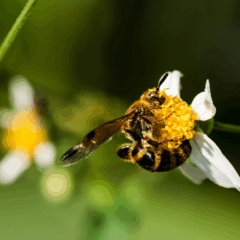Entenda como as abelhas e outros polinizadores impulsionam safras, aumentam a produtividade e sustentam o futuro do agronegócio brasileiro