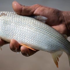 O Programa Desenvolve RS Rural – Fomento Produtivo à Aquicultura Familiar, que contará com recursos do Feaper/RS, tem como foco a modernização da cadeia produtiva do pescado gaúcho