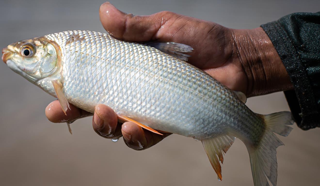 O Programa Desenvolve RS Rural – Fomento Produtivo à Aquicultura Familiar, que contará com recursos do Feaper/RS, tem como foco a modernização da cadeia produtiva do pescado gaúcho