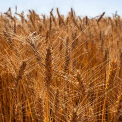 A Argentina deve colher uma safra histórica de trigo em 2025/26, com produção estimada em 24,5 milhões de toneladas, segundo a Bolsa de Comercio de Rosário. Esse volume recorde amplia a oferta ao mercado internacional, sobretudo ao Brasil, principal comprador do grão