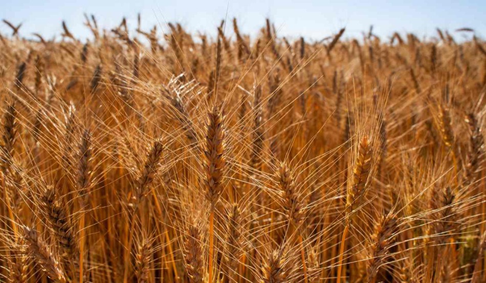 A Argentina deve colher uma safra histórica de trigo em 2025/26, com produção estimada em 24,5 milhões de toneladas, segundo a Bolsa de Comercio de Rosário. Esse volume recorde amplia a oferta ao mercado internacional, sobretudo ao Brasil, principal comprador do grão