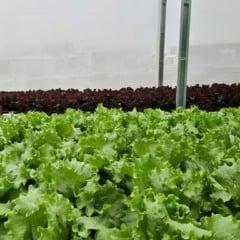 A Embrapa Agroindústria Tropical (CE) desenvolveu um sistema que permite tratar e reutilizar, de forma segura, a solução nutritiva drenada da irrigação de hortaliças cultivadas em substratos.