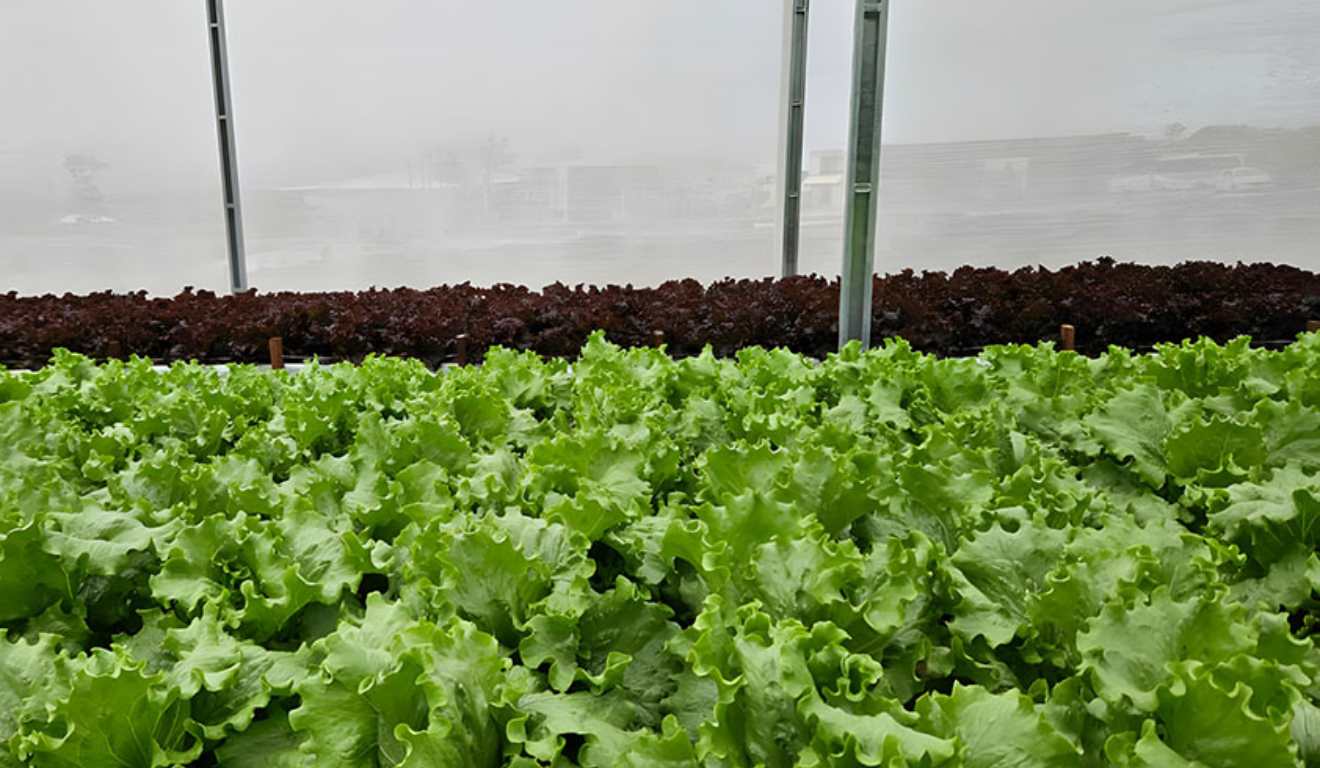 A Embrapa Agroindústria Tropical (CE) desenvolveu um sistema que permite tratar e reutilizar, de forma segura, a solução nutritiva drenada da irrigação de hortaliças cultivadas em substratos.