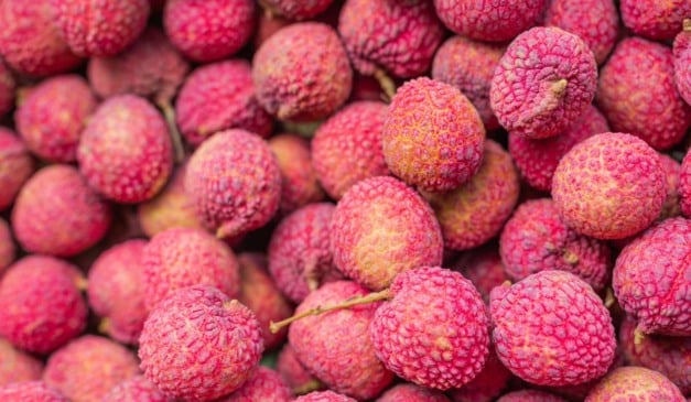 Entenda como é feito o cultivo de lichia no Brasil e saiba tudo sobre a fruta chinesa, desde os preparos até o mercado da cultura