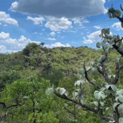 Semad inicia projeto para preservação da flora nativa de Goiás, e irá avaliar quais espécies de vegetação estão em risco de extinção.
