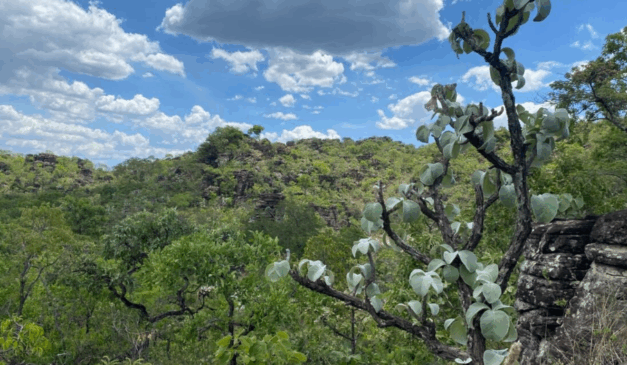 Semad inicia projeto para preservação da flora nativa de Goiás, e irá avaliar quais espécies de vegetação estão em risco de extinção.
