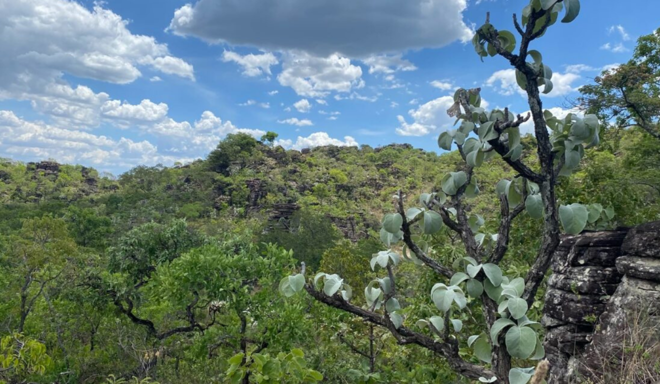 Semad inicia projeto para preservação da flora nativa de Goiás, e irá avaliar quais espécies de vegetação estão em risco de extinção.