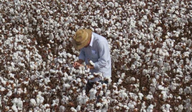 Semeadura do algodão 2025/26 começa em três regiões de Goiás, de acordo com o calendário da Agrodefesa para o plantio da fibra.