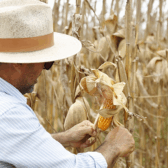 O estado de Sergipe deve colher, neste ano, uma safra recorde de milho, com produção estimada em 1,05 milhão de toneladas, segundo dados do Instituto Brasileiro de Geografia e Estatística (IBGE).