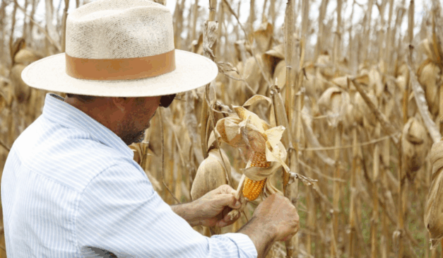 O estado de Sergipe deve colher, neste ano, uma safra recorde de milho, com produção estimada em 1,05 milhão de toneladas, segundo dados do Instituto Brasileiro de Geografia e Estatística (IBGE).