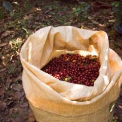 A decisão dos EUA de eliminar as tarifas sobre diversos produtos brasileiros, como carne e café, abriu um novo capítulo do comércio agrícola