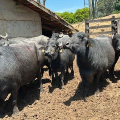 O Laticínio Família Rossato, localizado em São Paulo, tornou-se a primeira propriedade do país a analisar o DNA de todo o rebanho de búfalas para identificar animais com maior potencial de produção de muçarela. A iniciativa utiliza uma metodologia do Instituto de Zootecnia (IZ-Apta), da Secretaria de Agricultura e Abastecimento do Estado de São Paulo, que detecta a variante da kappa-caseína, gene associado ao aumento do rendimento do leite na fabricação de queijos