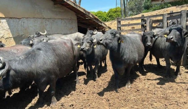 O Laticínio Família Rossato, localizado em São Paulo, tornou-se a primeira propriedade do país a analisar o DNA de todo o rebanho de búfalas para identificar animais com maior potencial de produção de muçarela. A iniciativa utiliza uma metodologia do Instituto de Zootecnia (IZ-Apta), da Secretaria de Agricultura e Abastecimento do Estado de São Paulo, que detecta a variante da kappa-caseína, gene associado ao aumento do rendimento do leite na fabricação de queijos