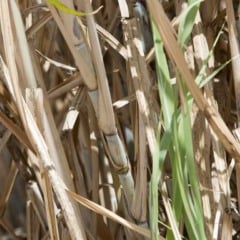 Estudo da Embrapa e da Unicamp mostra que o uso de BECCS e biochar pode levar o etanol brasileiro de cana-de-açúcar a emissões próximas de zero, mas avanço depende de incentivos econômicos.