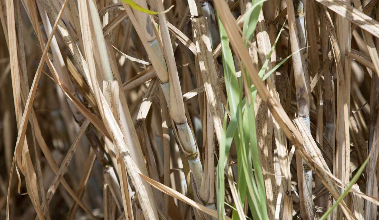 Estudo da Embrapa e da Unicamp mostra que o uso de BECCS e biochar pode levar o etanol brasileiro de cana-de-açúcar a emissões próximas de zero, mas avanço depende de incentivos econômicos. Estudo da Embrapa e da Unicamp mostra que o uso de BECCS e biochar pode levar o etanol brasileiro de cana-de-açúcar a emissões próximas de zero, mas avanço depende de incentivos econômicos.