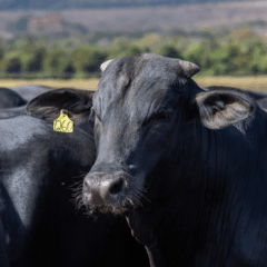 Tecnologias sustentáveis na agricultura e pecuária devem gerar R$ 94,8 bi ao PIB