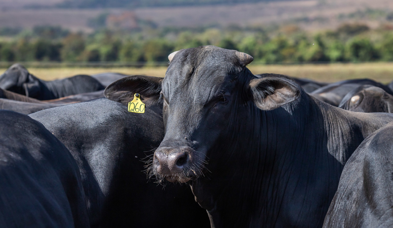 Tecnologias sustentáveis no agro devem gerar R$ 94,8 bi ao PIB