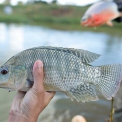 Pesquisadores da Embrapa Meio Ambiente, Unicamp e Universidade Federal do Paraná (UFPR) desenvolveram uma solução inovadora para a sustentabilidade na piscicultura: o uso das farinhas de folhas de amoreira (Morus spp.) e ora-pro-nóbis (Pereskia aculeata) como alternativa à proteína animal em rações para pacu (Piaractus mesopotamicus) e tilápia-do-Nilo (Oreochromis niloticus)