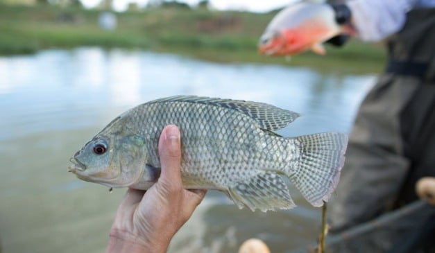 Pesquisadores da Embrapa Meio Ambiente, Unicamp e Universidade Federal do Paraná (UFPR) desenvolveram uma solução inovadora para a sustentabilidade na piscicultura: o uso das farinhas de folhas de amoreira (Morus spp.) e ora-pro-nóbis (Pereskia aculeata) como alternativa à proteína animal em rações para pacu (Piaractus mesopotamicus) e tilápia-do-Nilo (Oreochromis niloticus)