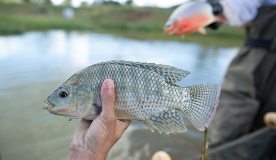 Pesquisadores da Embrapa Meio Ambiente, Unicamp e Universidade Federal do Paraná (UFPR) desenvolveram uma solução inovadora para a sustentabilidade na piscicultura: o uso das farinhas de folhas de amoreira (Morus spp.) e ora-pro-nóbis (Pereskia aculeata) como alternativa à proteína animal em rações para pacu (Piaractus mesopotamicus) e tilápia-do-Nilo (Oreochromis niloticus)