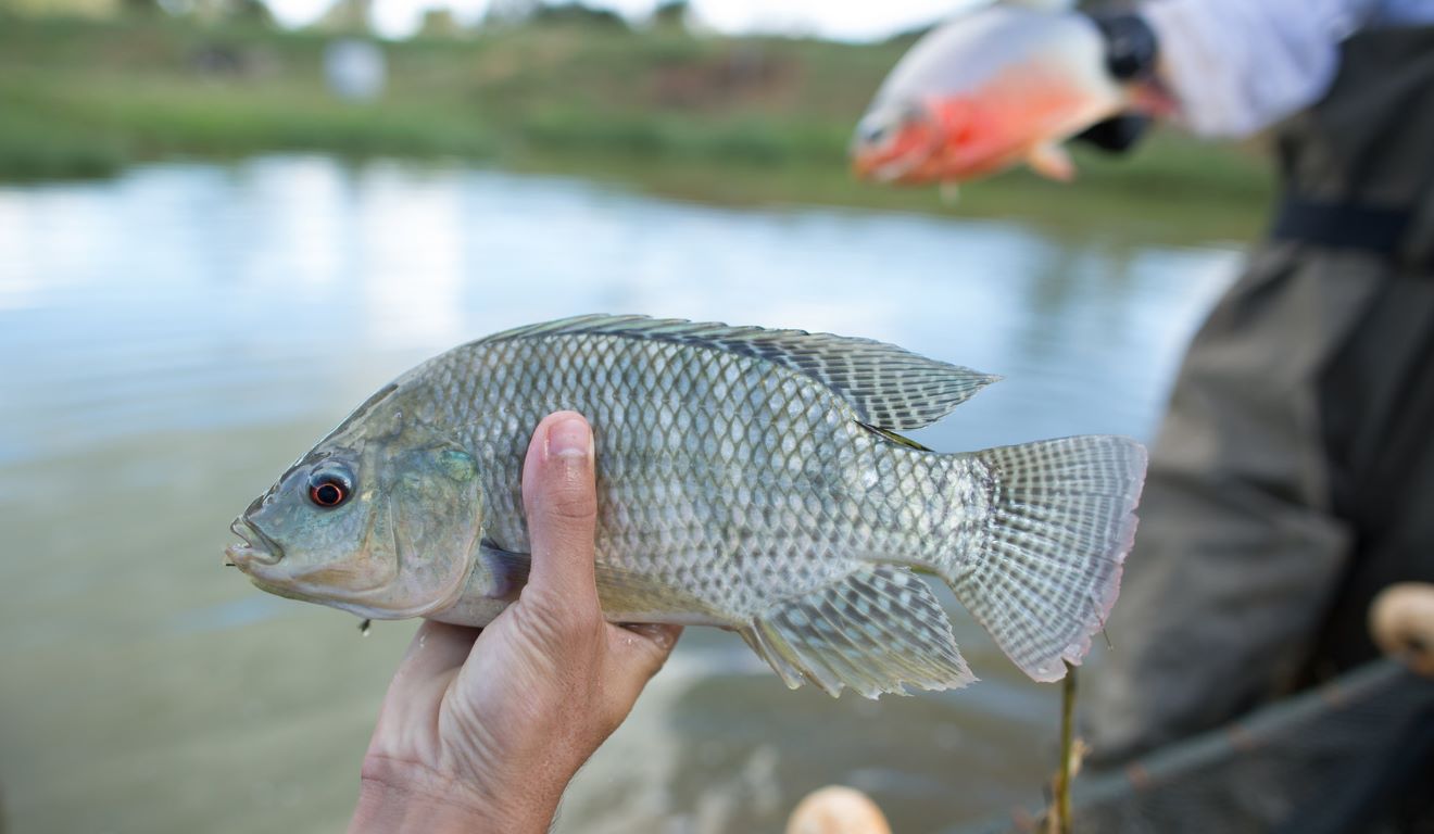 Pesquisadores da Embrapa Meio Ambiente, Unicamp e Universidade Federal do Paraná (UFPR) desenvolveram uma solução inovadora para a sustentabilidade na piscicultura: o uso das farinhas de folhas de amoreira (Morus spp.) e ora-pro-nóbis (Pereskia aculeata) como alternativa à proteína animal em rações para pacu (Piaractus mesopotamicus) e tilápia-do-Nilo (Oreochromis niloticus) Pesquisadores da Embrapa Meio Ambiente, Unicamp e Universidade Federal do Paraná (UFPR) desenvolveram uma solução inovadora para a sustentabilidade na piscicultura: o uso das farinhas de folhas de amoreira (Morus spp.) e ora-pro-nóbis (Pereskia aculeata) como alternativa à proteína animal em rações para pacu (Piaractus mesopotamicus) e tilápia-do-Nilo (Oreochromis niloticus)