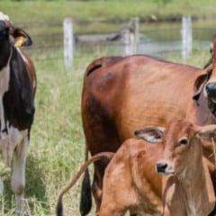 O Governo do Tocantins, por meio da Agência de Defesa Agropecuária (Adapec), reforça o alerta aos produtores rurais sobre o prazo final da declaração de rebanhos, que se encerra em 30 de novembro.