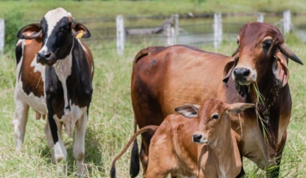 O Governo do Tocantins, por meio da Agência de Defesa Agropecuária (Adapec), reforça o alerta aos produtores rurais sobre o prazo final da declaração de rebanhos, que se encerra em 30 de novembro.