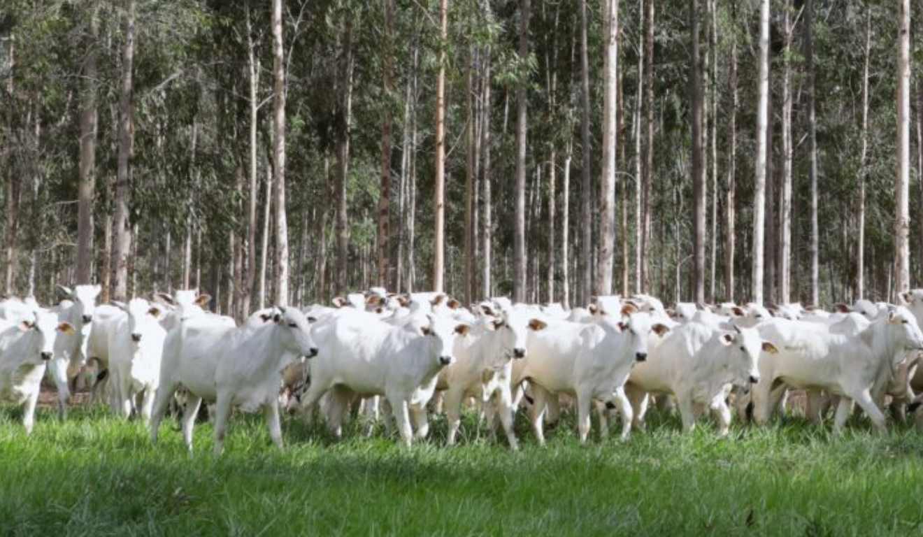 Os produtores rurais do Mato Grosso do Sul têm até o dia 1º de dezembro para realizar a declaração de rebanho e a atualização cadastral de 2025, conforme estabelece a Portaria Iagro/MS nº 3.754/2025.