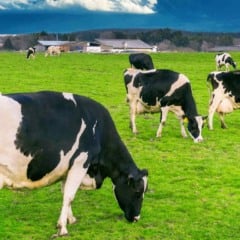 Estudo global da holandesa Lely aponta que fazendas que automatizam tanto a ordenha quanto a alimentação registram produtividade 7,4% maior por vaca na produção de leite, em comparação às propriedades que utilizam automação apenas na ordenha.