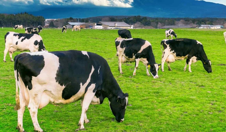 Estudo global da holandesa Lely aponta que fazendas que automatizam tanto a ordenha quanto a alimentação registram produtividade 7,4% maior por vaca na produção de leite, em comparação às propriedades que utilizam automação apenas na ordenha.