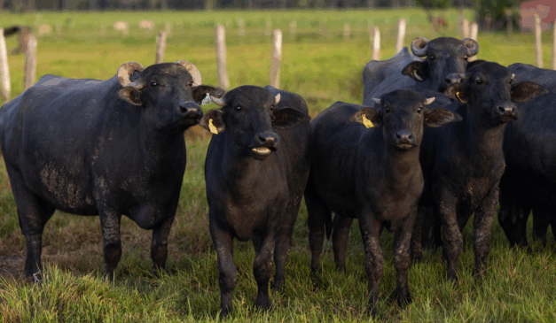 A Defesa Agropecuária de São Paulo alerta para a obrigatoriedade da vacinação contra a Brucelose, que vai até 31 de dezembro, e irá fiscalizar os rebanhos do estado.