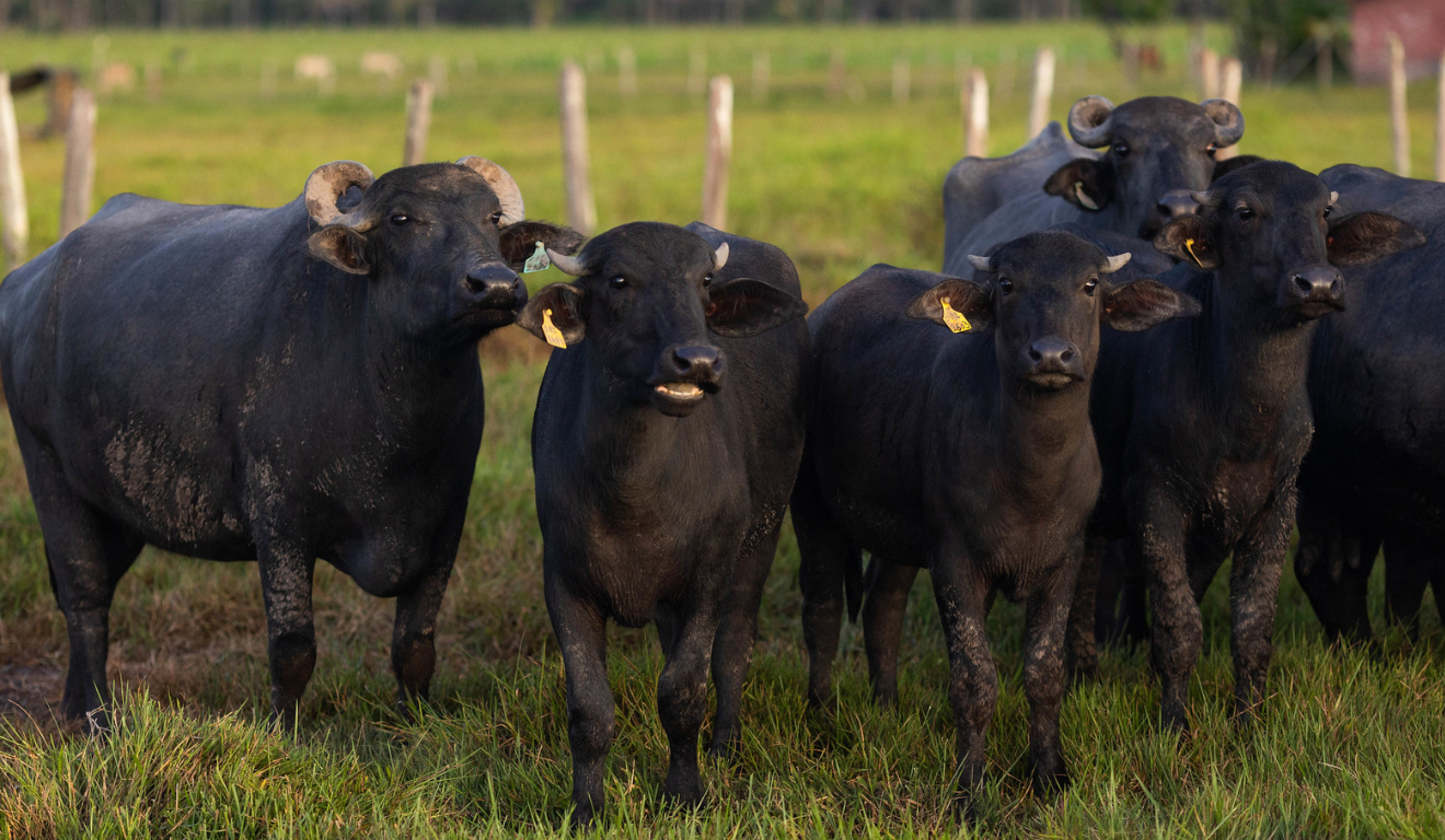 A Defesa Agropecuária de São Paulo alerta para a obrigatoriedade da vacinação contra a Brucelose, que vai até 31 de dezembro, e irá fiscalizar os rebanhos do estado. A Defesa Agropecuária de São Paulo alerta para a obrigatoriedade da vacinação contra a Brucelose, que vai até 31 de dezembro, e irá fiscalizar os rebanhos do estado.