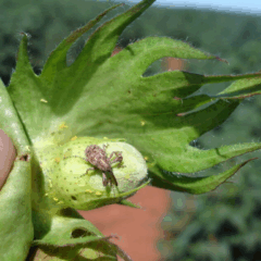 A Agência Goiana de Defesa Agropecuária (Agrodefesa) dará início, na próxima segunda-feira (10), ao período de vazio sanitário do algodão na Região 4 de Goiás