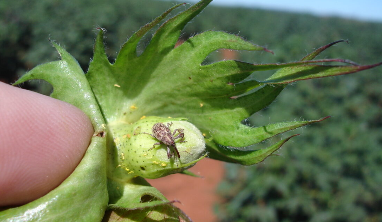 A Agência Goiana de Defesa Agropecuária (Agrodefesa) dará início, na próxima segunda-feira (10), ao período de vazio sanitário do algodão na Região 4 de Goiás A Agência Goiana de Defesa Agropecuária (Agrodefesa) dará início, na próxima segunda-feira (10), ao período de vazio sanitário do algodão na Região 4 de Goiás