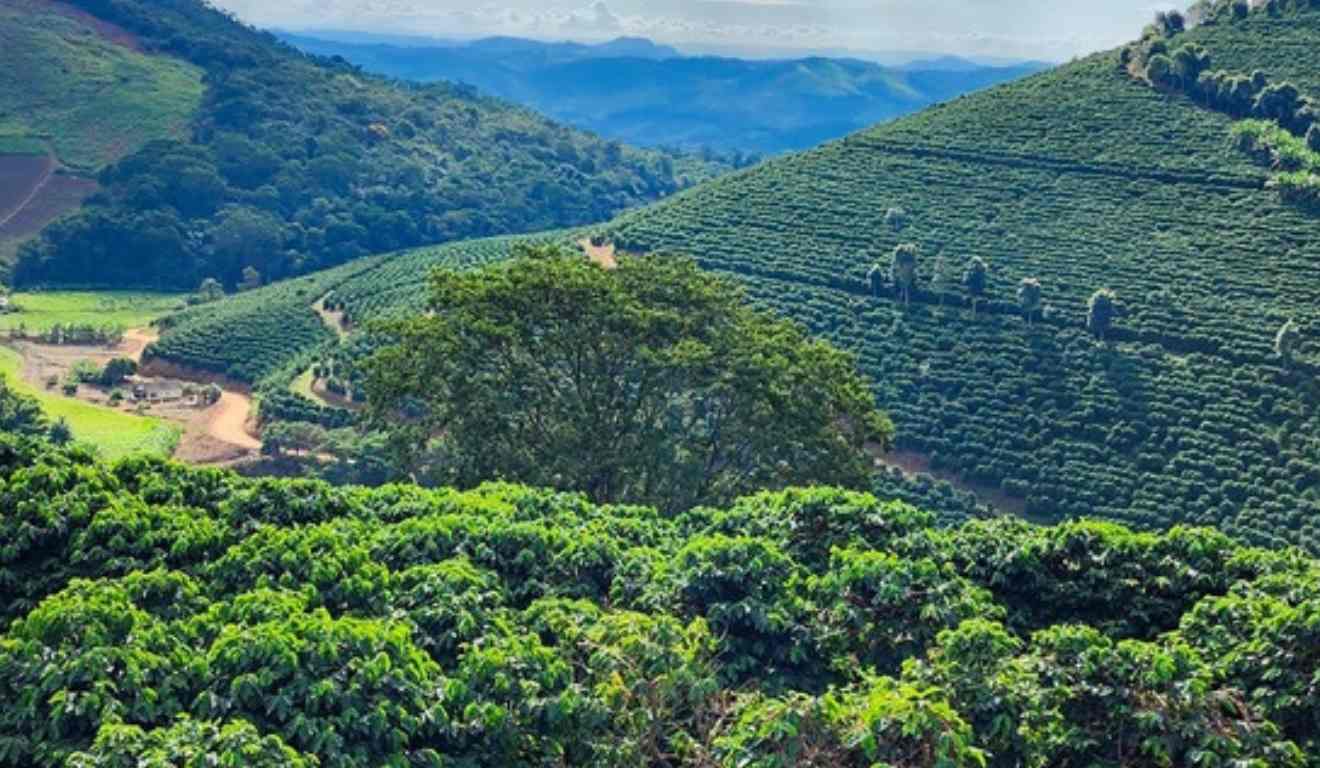 O Valor Bruto da Produção (VBP) agropecuária de Minas Gerais deve bater um novo recorde em 2025, chegando a R$ 168,1 bilhões, crescimento de 13,8% em relação a 2024. O indicador é calculado pelo Ministério da Agricultura e Pecuária (Mapa) com dados do IBGE, Conab e Cepea/USP.