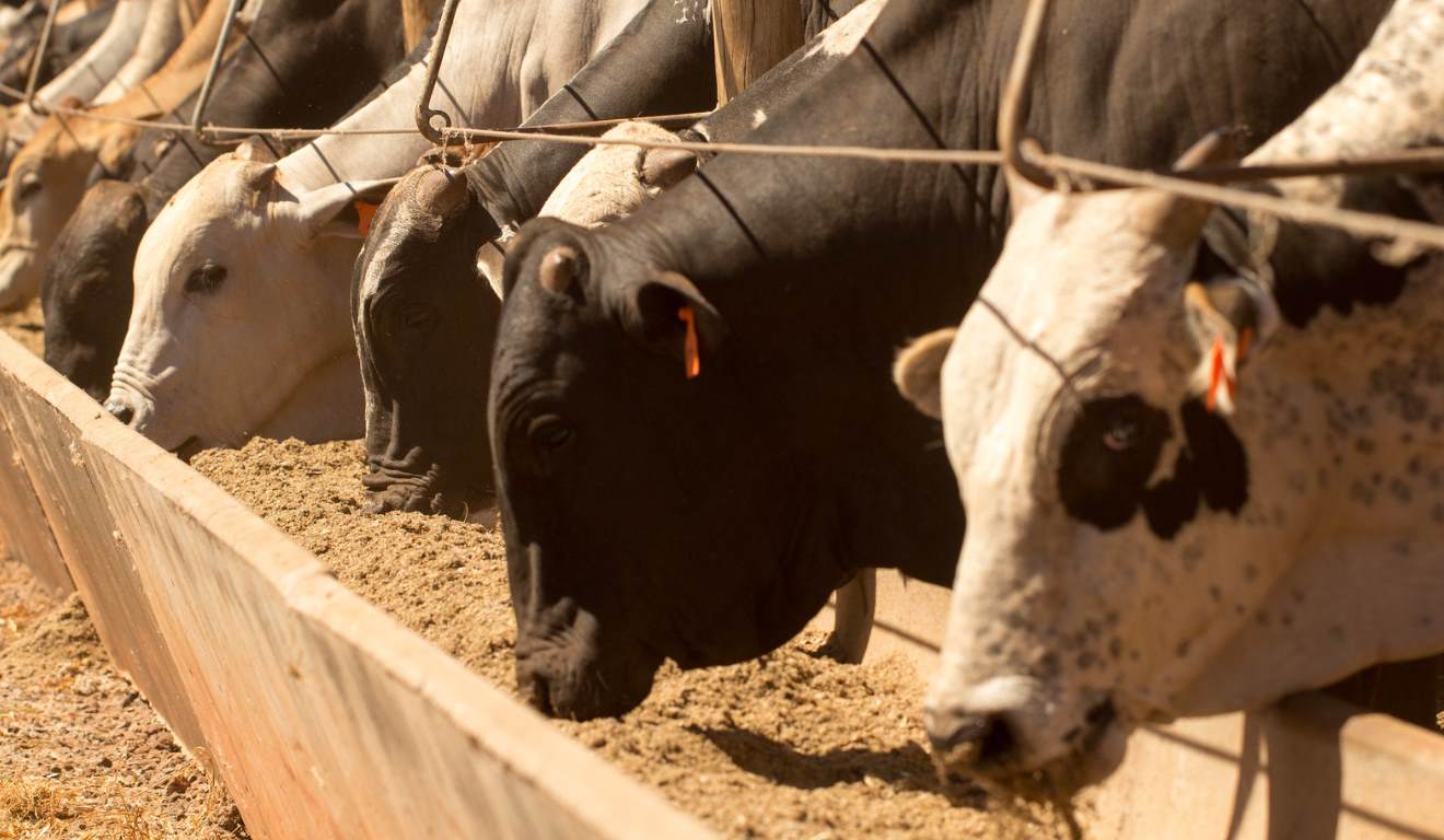 Nova portaria do Governo Federal autoriza o trânsito interestadual de frutas cítricas do Piauí, como limão, laranja e tangerina, desde que os produtores cumpram as normas fitossanitárias estaduais e federais. A medida representa uma abertura de mercado importante para pequenos e médios produtores piauienses da citricultura, que agora podem comercializar sua produção para outros estados e, futuramente, para o exterior. Nova portaria do Governo Federal autoriza o trânsito interestadual de frutas cítricas do Piauí, como limão, laranja e tangerina, desde que os produtores cumpram as normas fitossanitárias estaduais e federais. A medida representa uma abertura de mercado importante para pequenos e médios produtores piauienses da citricultura, que agora podem comercializar sua produção para outros estados e, futuramente, para o exterior.