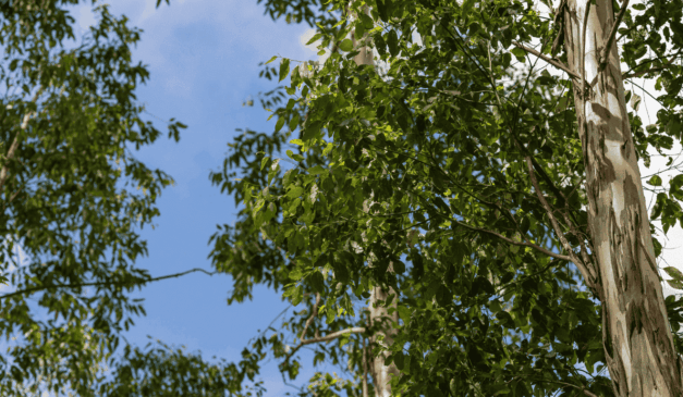 Fonte: CNA (Wenderson Araujo/Trilux)