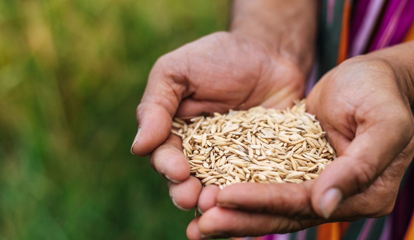 O IBGE projetou, em relatório publicado nesta quinta-feira (11), que a safra 2025 deve atingir 345,9 milhões de toneladas