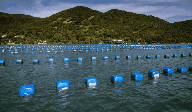 Campanha alerta sobre preservação de áreas de maricultura em Ubatuba