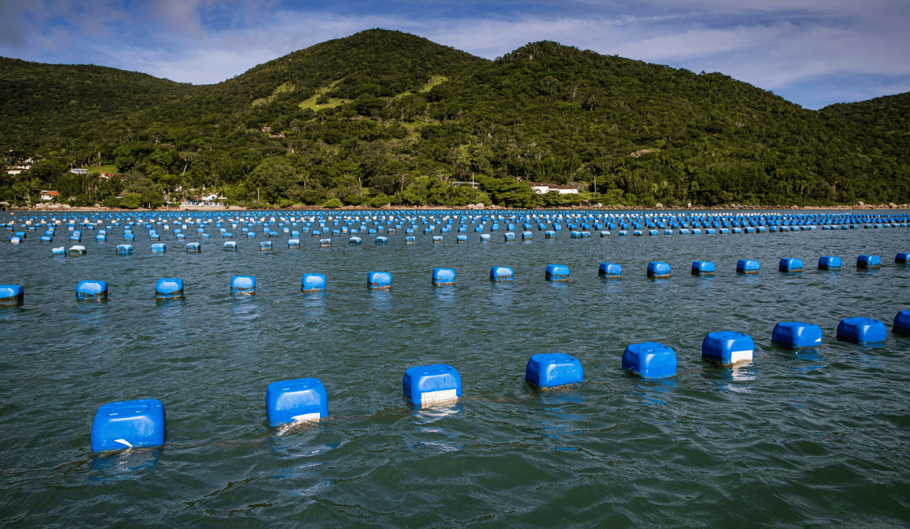 Campanha alerta sobre preservação de áreas de maricultura em Ubatuba