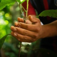 O Acre abriu o credenciamento para o fornecimento de mudas de café e cacau destinadas à agricultura familiar