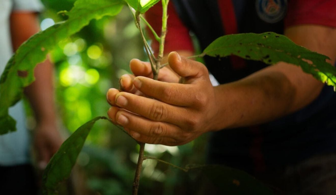 O Acre abriu o credenciamento para o fornecimento de mudas de café e cacau destinadas à agricultura familiar O Acre abriu o credenciamento para o fornecimento de mudas de café e cacau destinadas à agricultura familiar